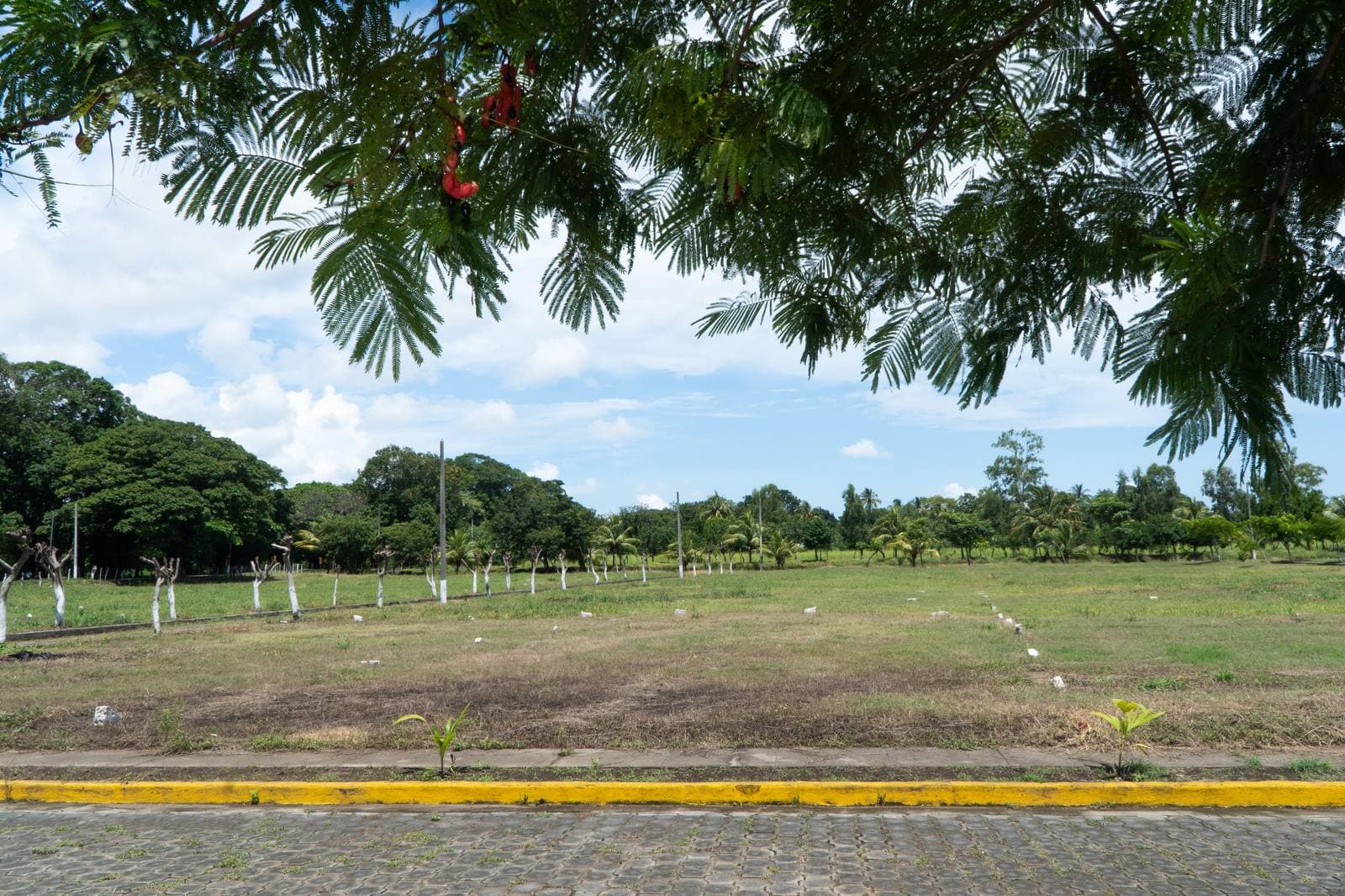 Lotes con árboles jóvenes en Villa Reina I